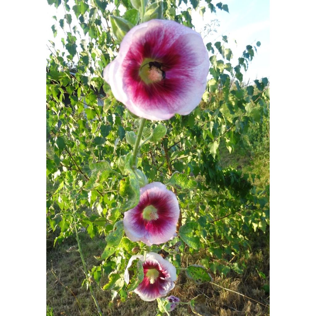 Alcea rosea Crème de cassis - Hollyhock
