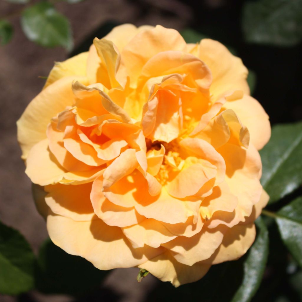 Rosa x floribunda Bernstein Rose - Floribunda Rose