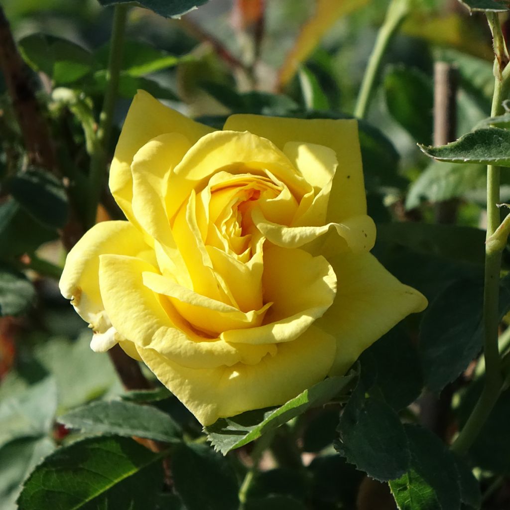 Rosa floribunda Carte d'Or - Floribunda Rose