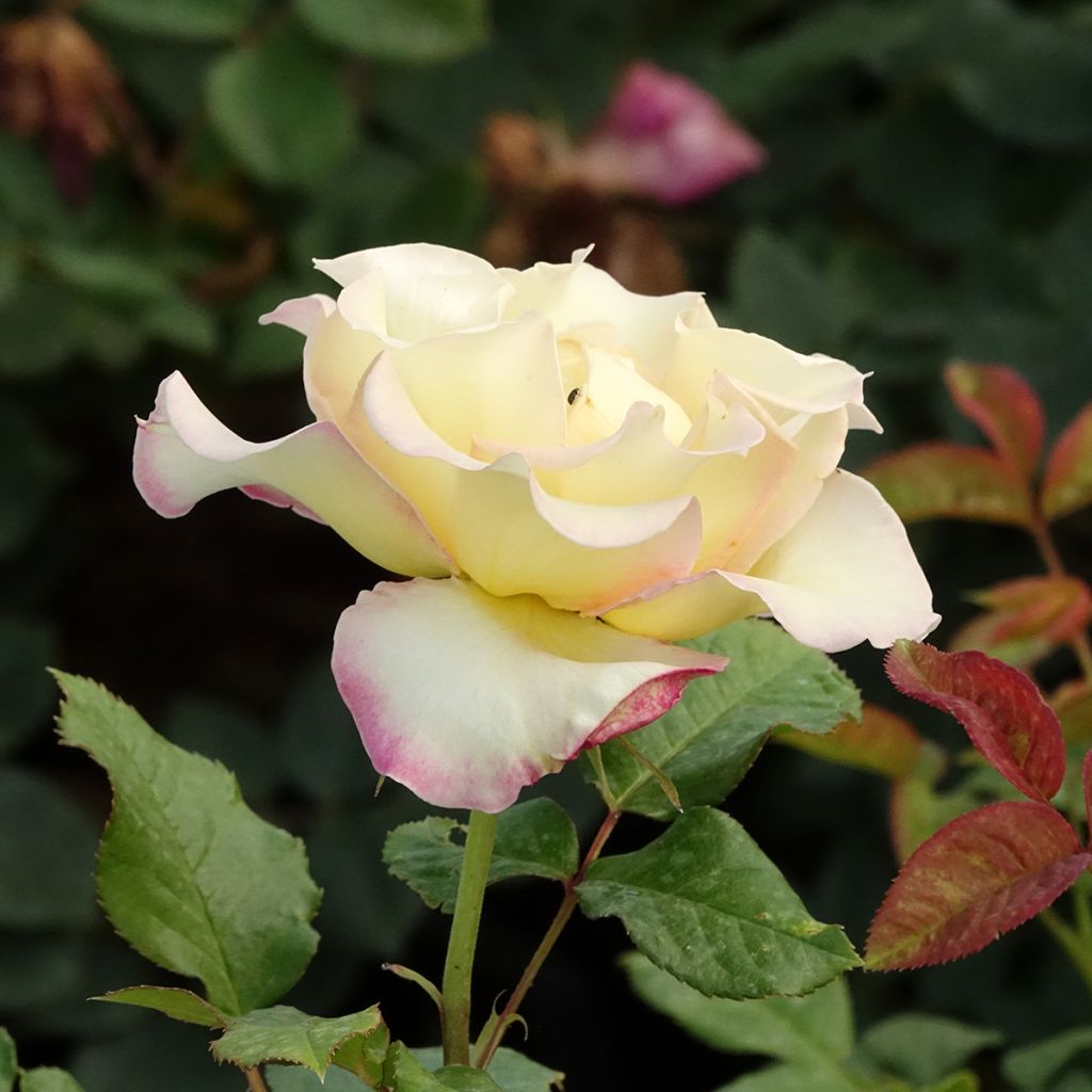 Rosa floribunda Flame Origami - Floribunda Rose