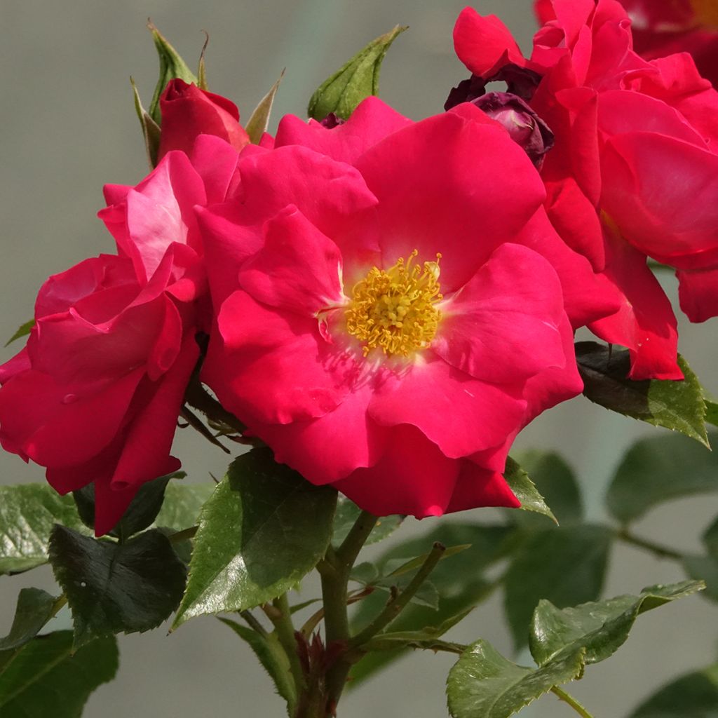 Rosa x floribunda 'Garance' - Shrub Rose