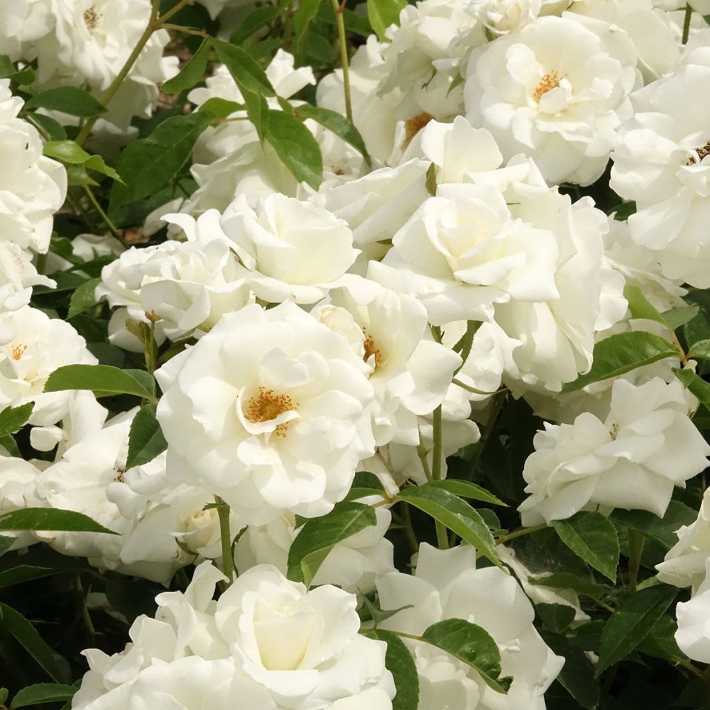 Rosa 'Fée des neiges' (Iceberg) - Shrub Rose