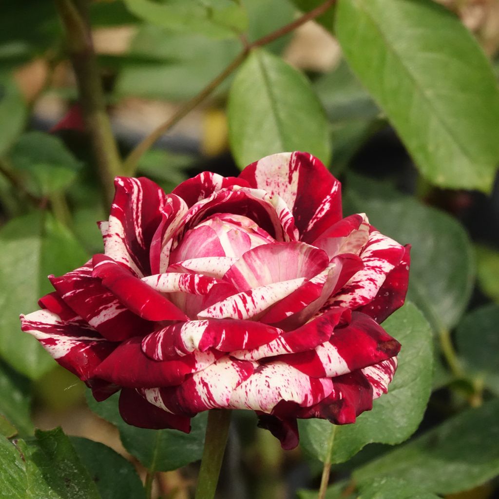 Rosa Julio Iglesias