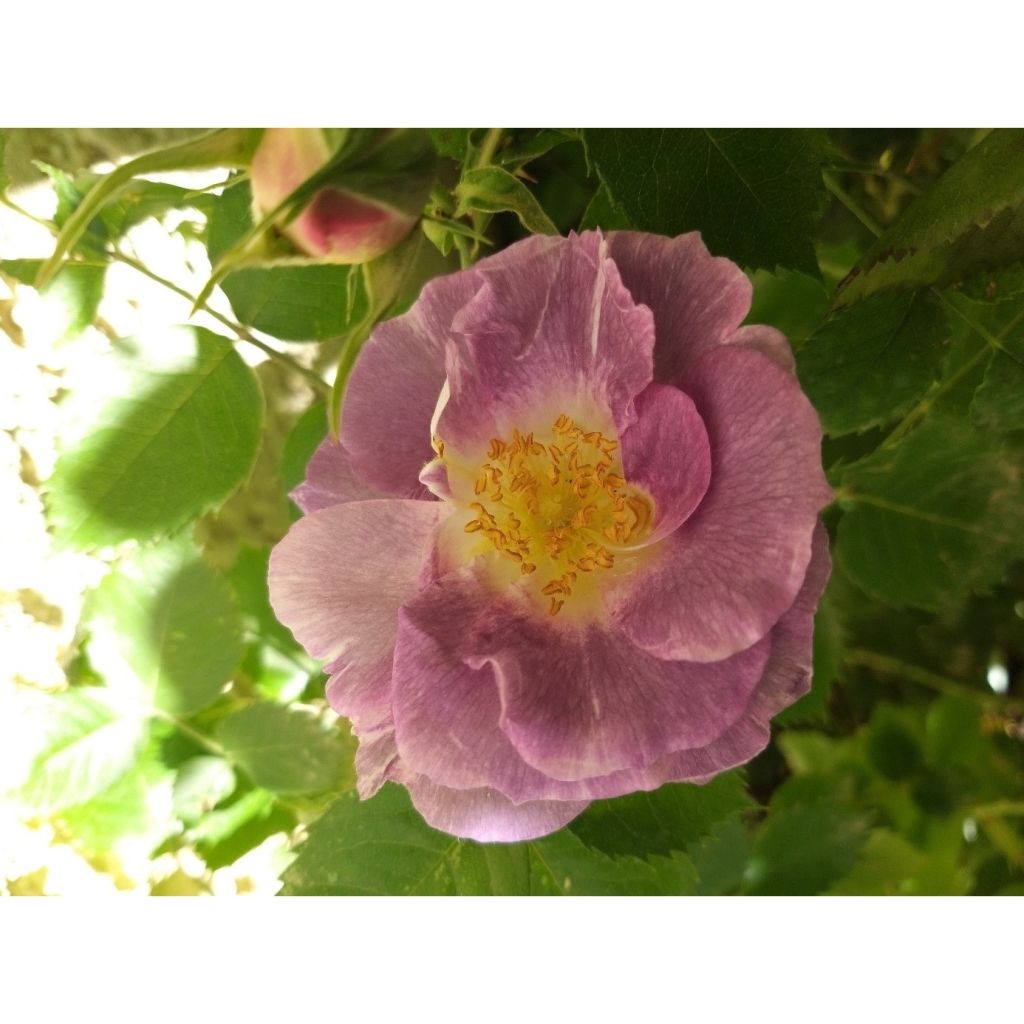 Rosa Pacific Dream - Floribunda Rose