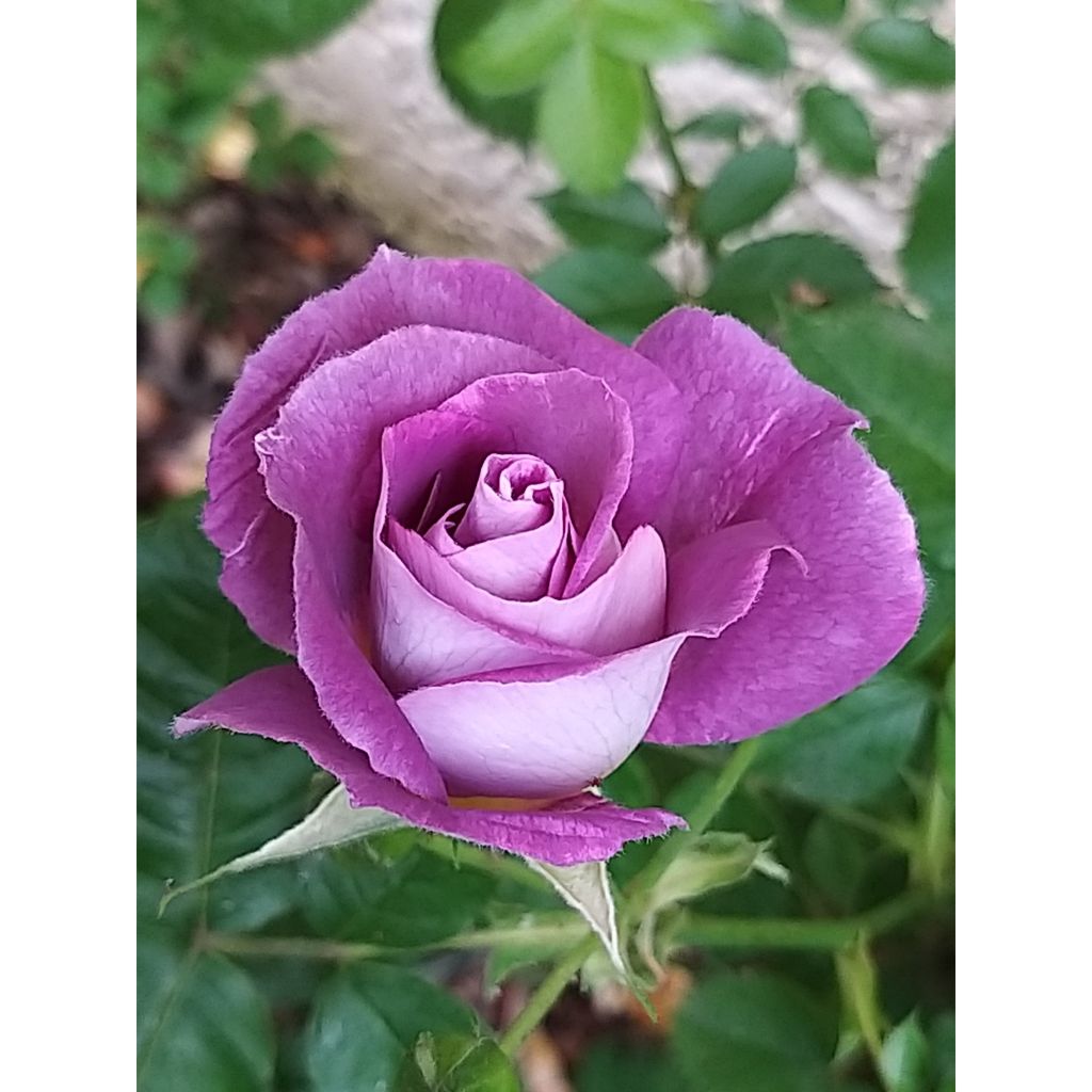 Rosa Pacific Dream - Floribunda Rose
