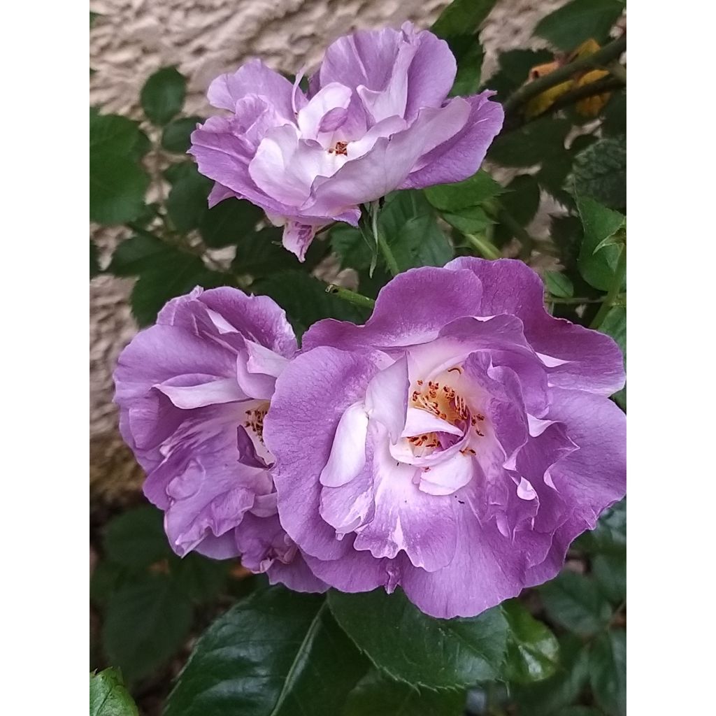 Rosa Pacific Dream - Floribunda Rose