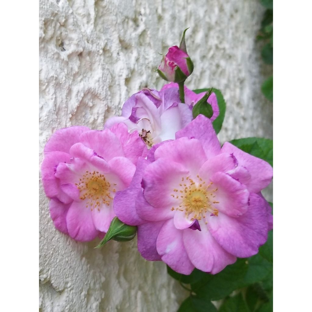 Rosa Pacific Dream - Floribunda Rose