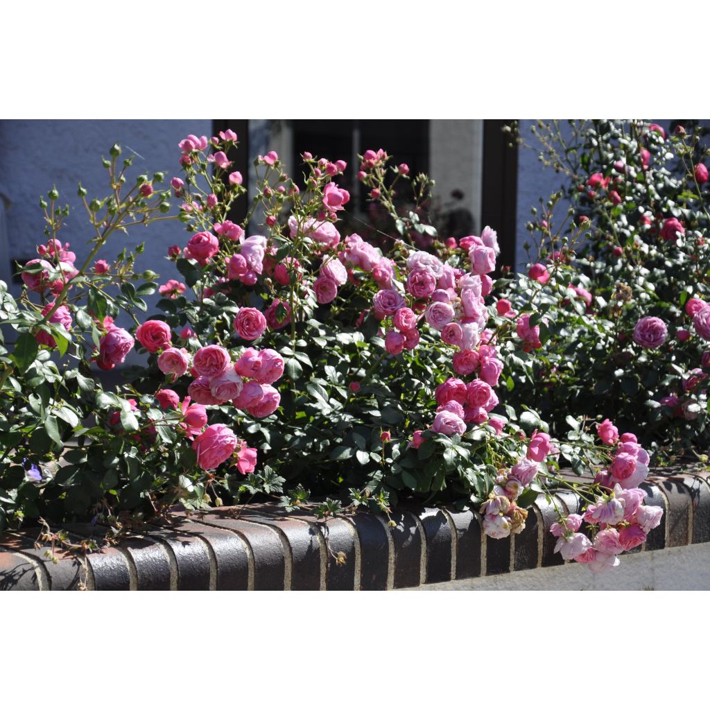 Rosa x floribunda Pomponella Korpompan