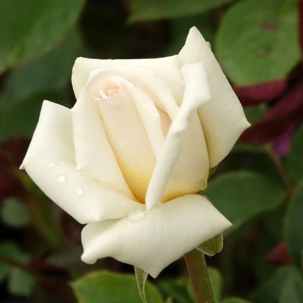 Rosa 'Anggun' - Shrub Rose