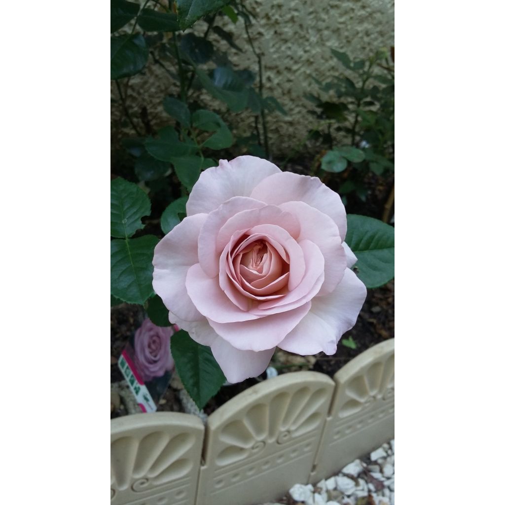 Rosa Blue Girl - Hybrid Tea Rose