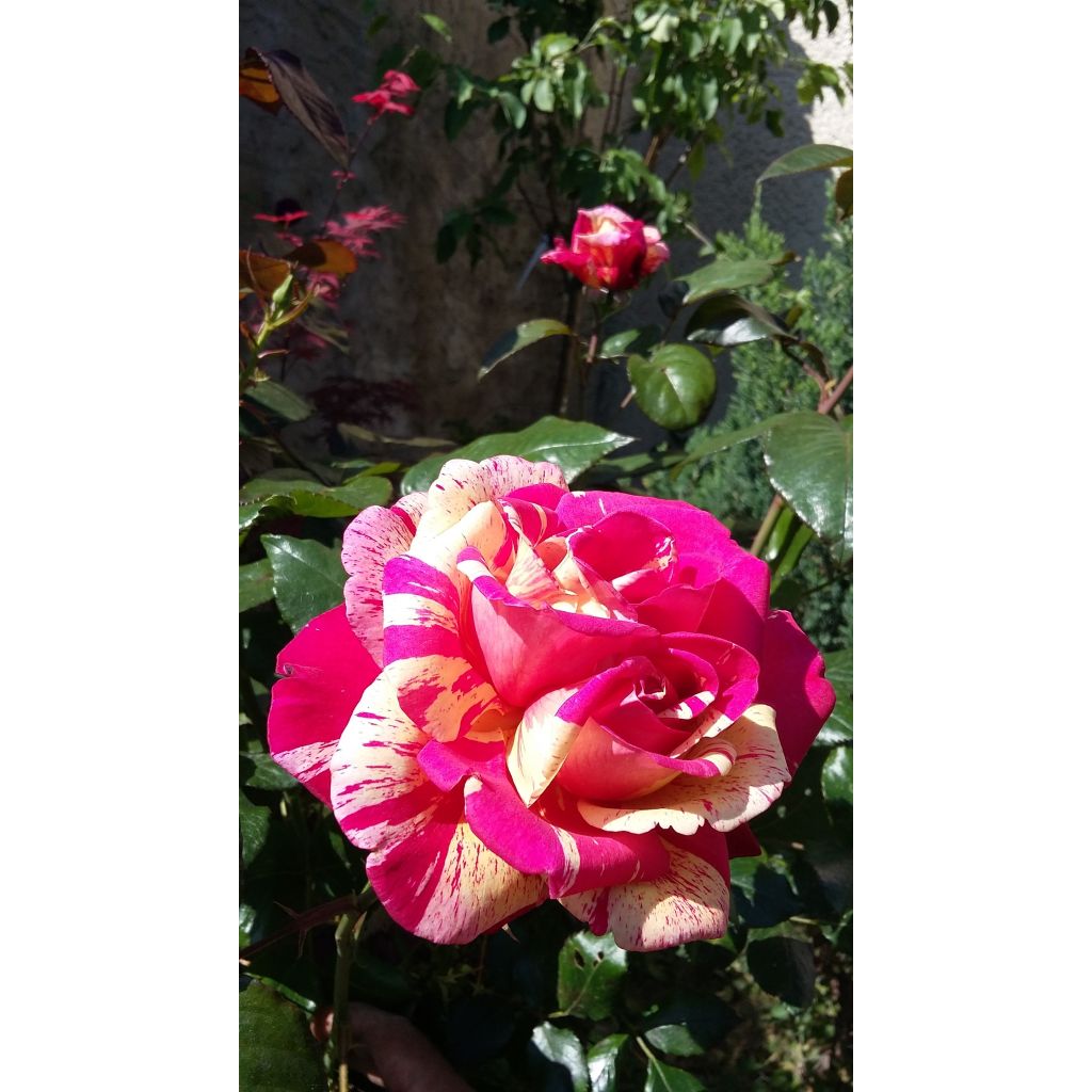 Rosa Broceliande - Hybrid Tea Rose