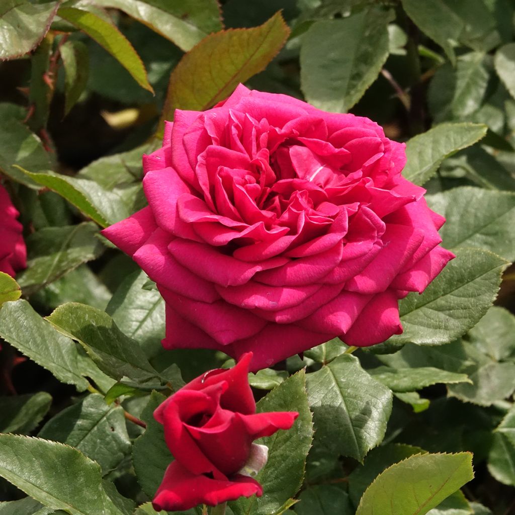 Rosa Charlotte Rampling - Hybrid Tea Rose