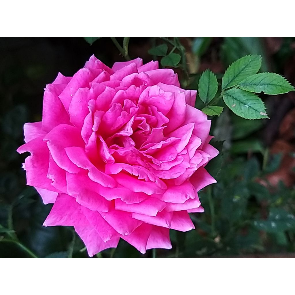 Rosa 'Claire Marshall' - Hybrid Tea Rose