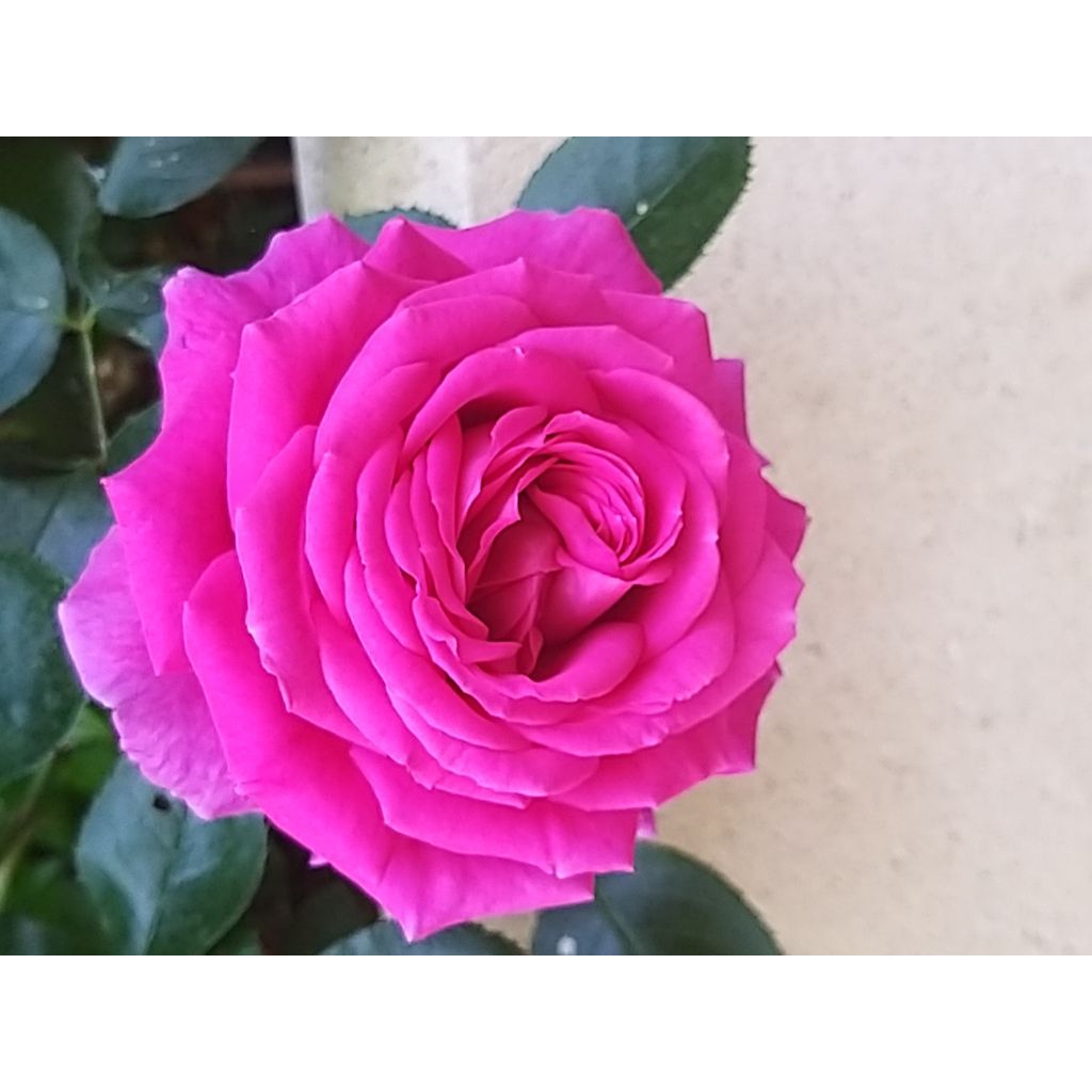Rosa 'Claire Marshall' - Hybrid Tea Rose