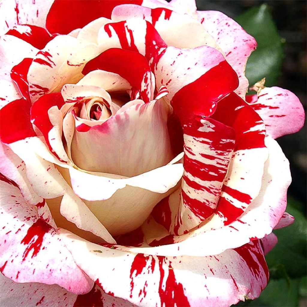 Rosa Coeur de Rockeur - Shrub Rose