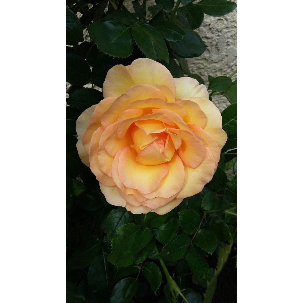 Rosa Eriko Takeda - Shrub Rose