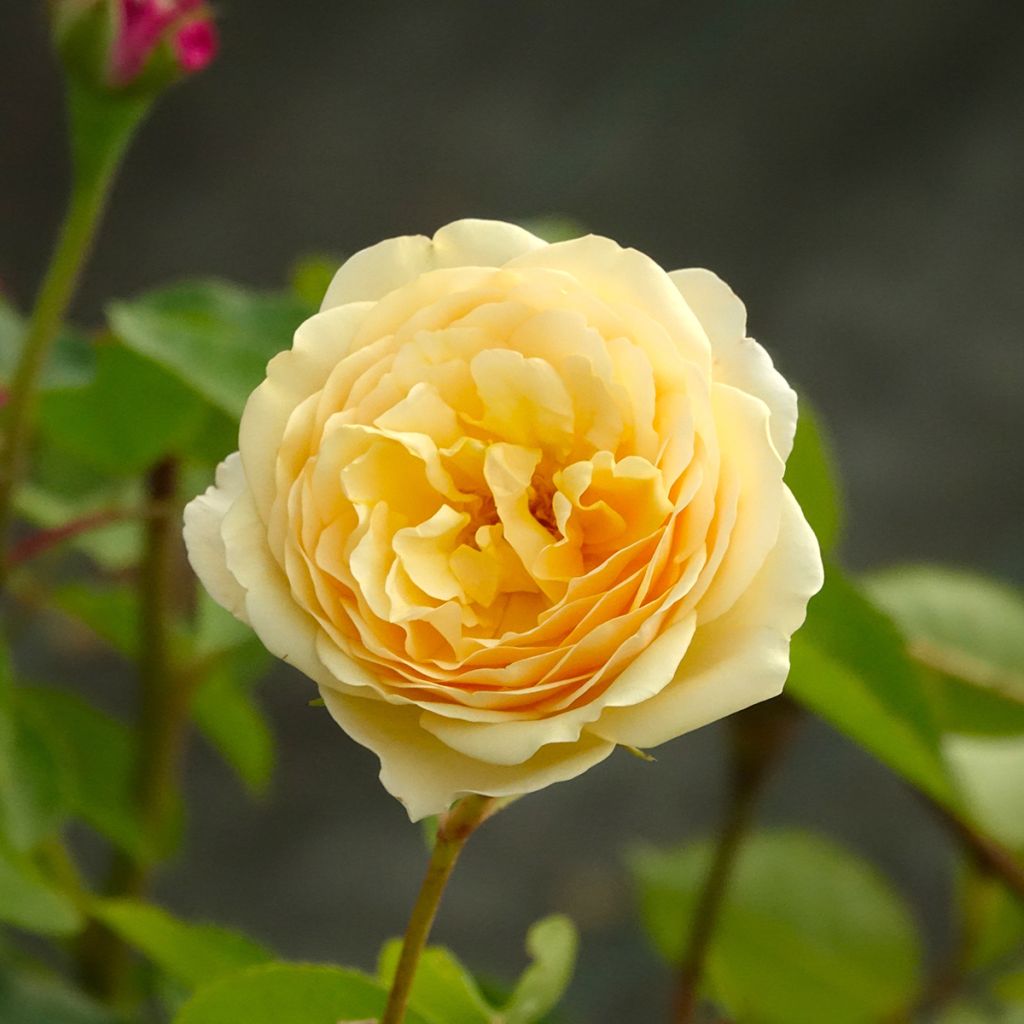Rosa 'Fragrant Old Yellow' - Old Rose