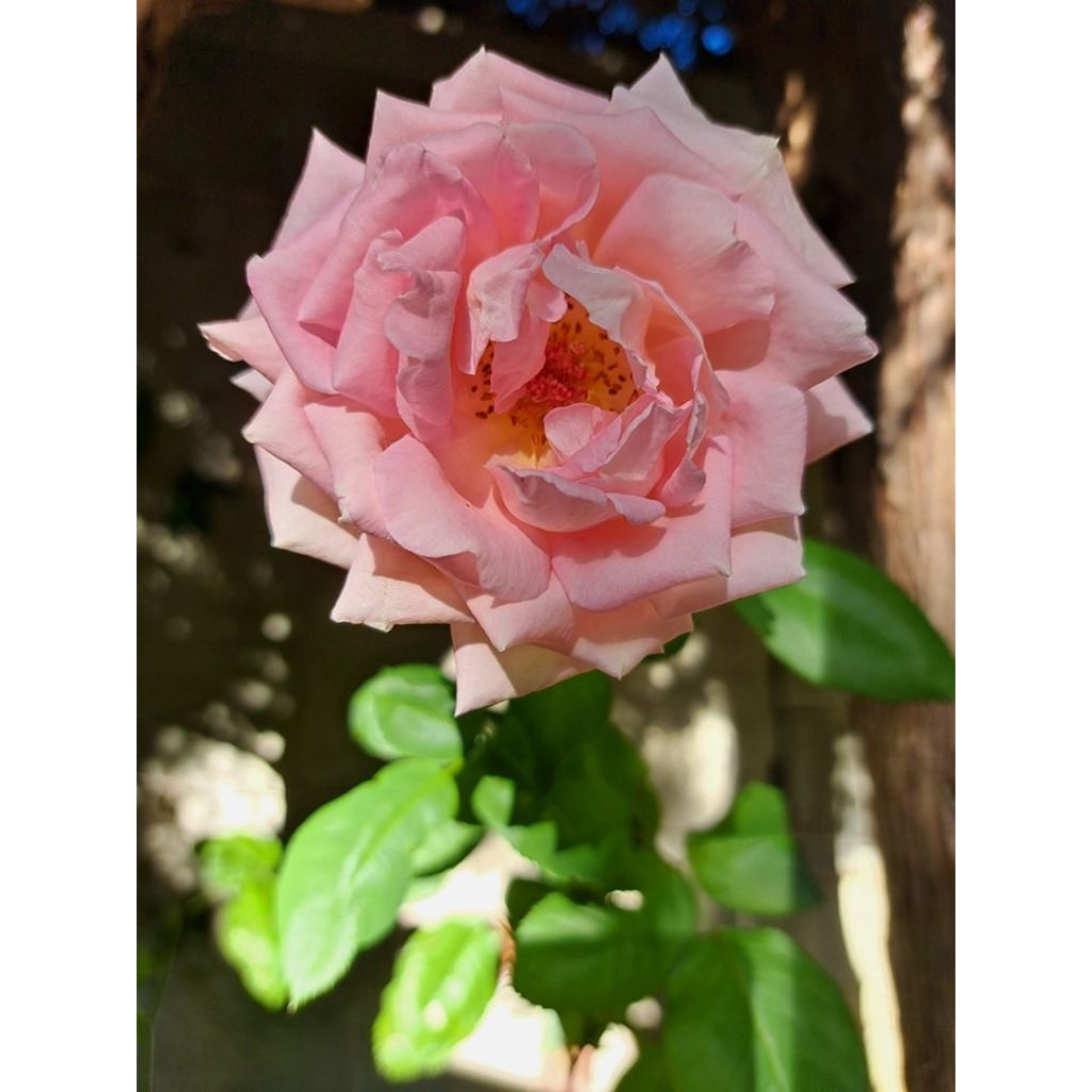Rosa 'Gérard Depardieu'