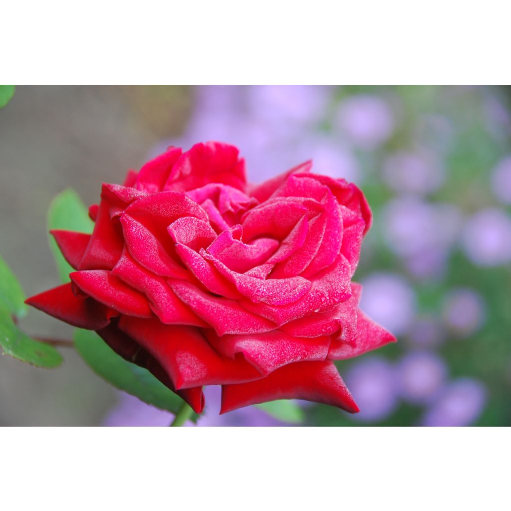 Rosa 'Ingrid Bergman' - Shrub Rose 