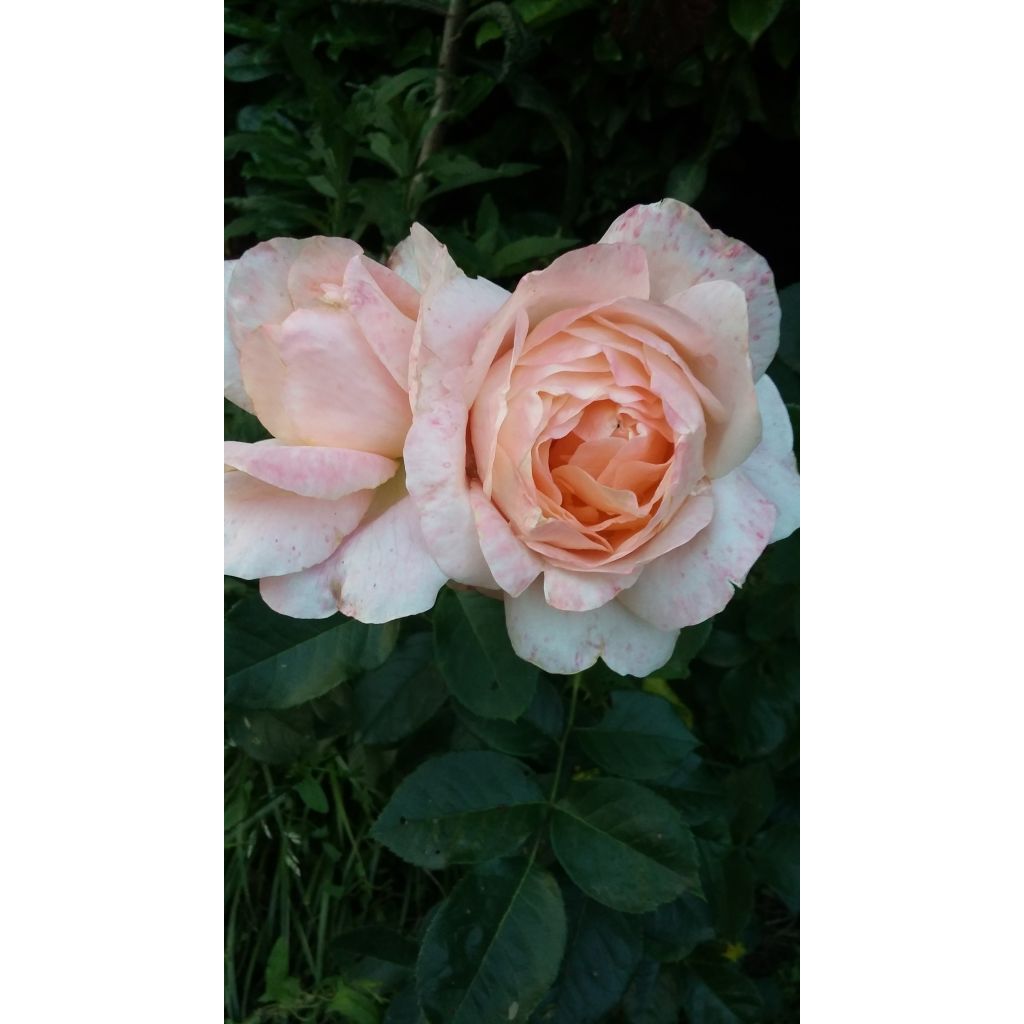 Rosa Isabelle Autissier - Hybrid Tea Rose