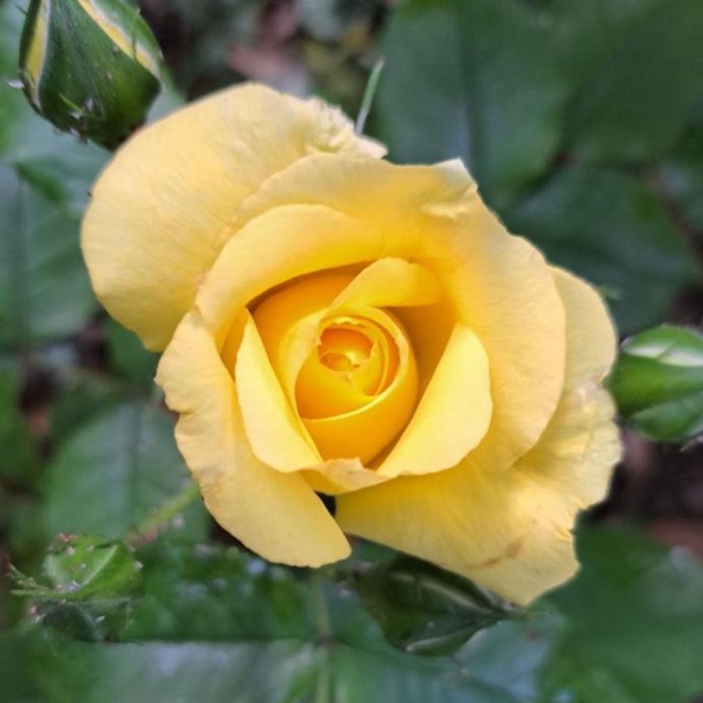 Rosa 'La Rotonde' - Hybrid Tea Rose