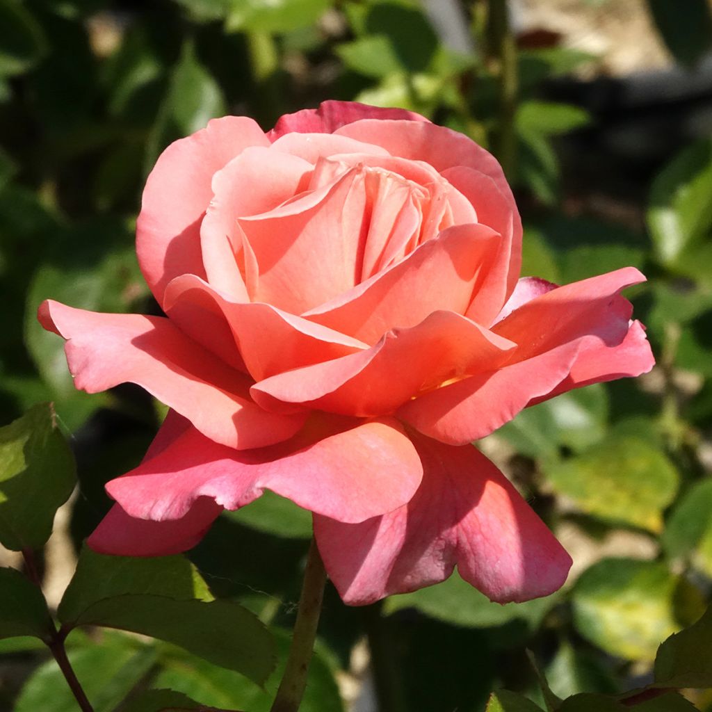 Rosa Mademoiselle Meilland - Hybrid Tea Rose