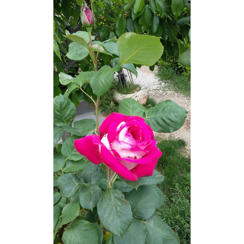 Rosa 'Monica Bellucci' - Hybrid Tea Rose
