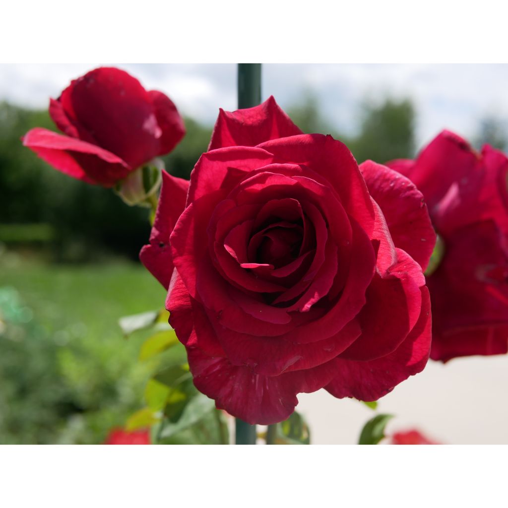 Rosa Papa Meilland