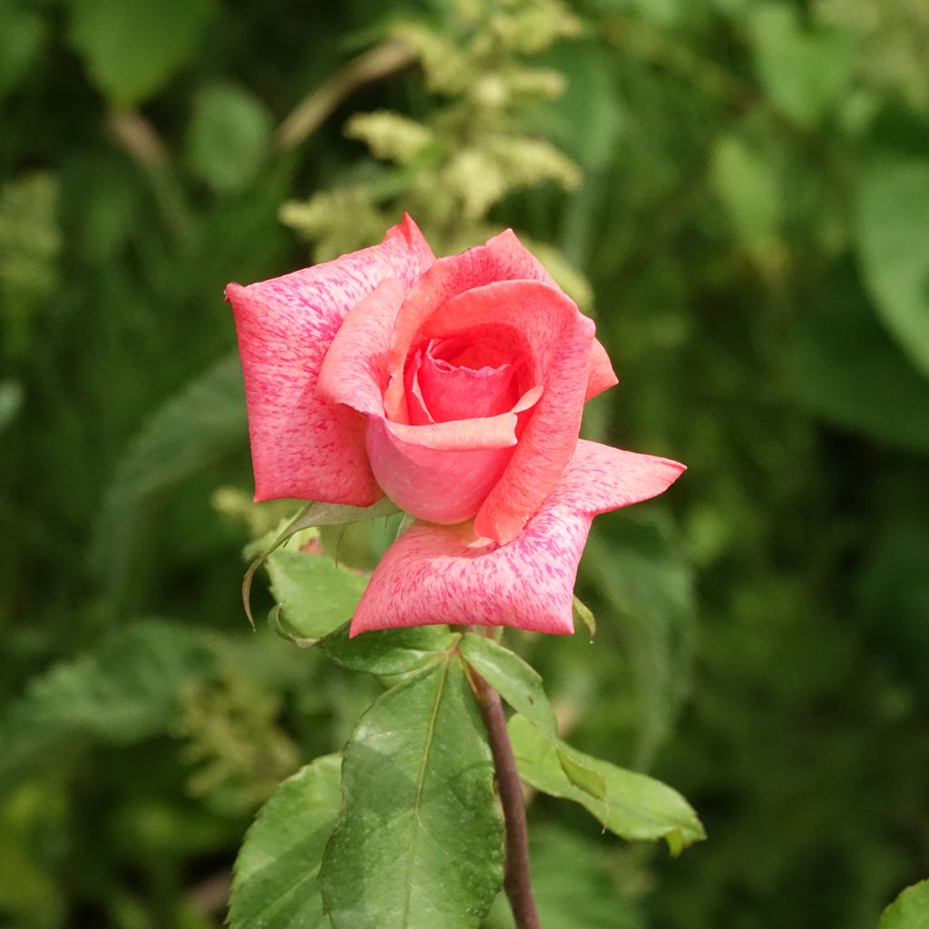 Rosa Pierre Cardin - Hybrid Tea Rose