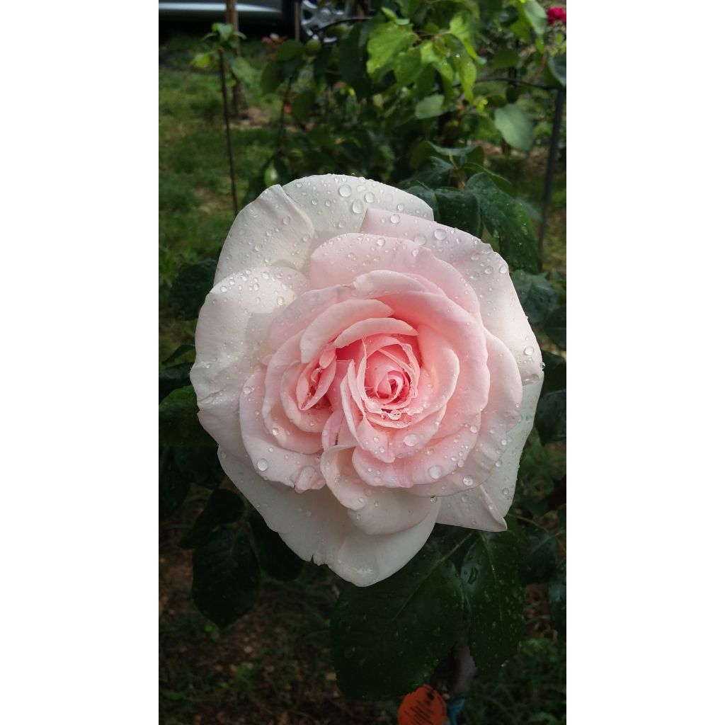Rosa Prince Jardinier