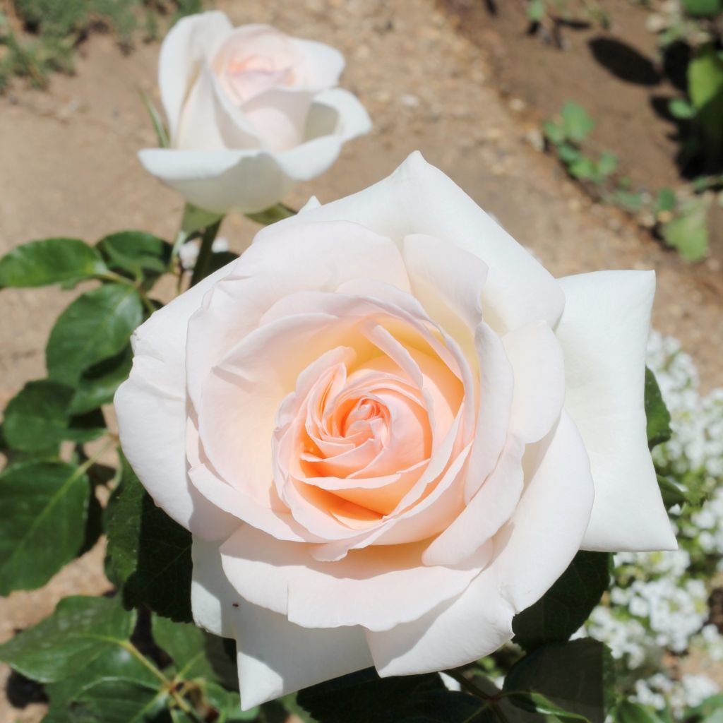 Rosa Prince Jardinier