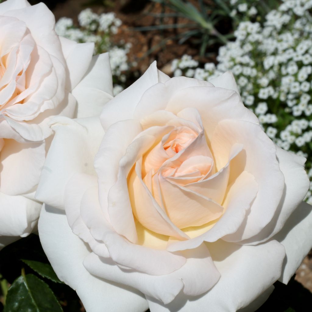 Rosa Prince Jardinier