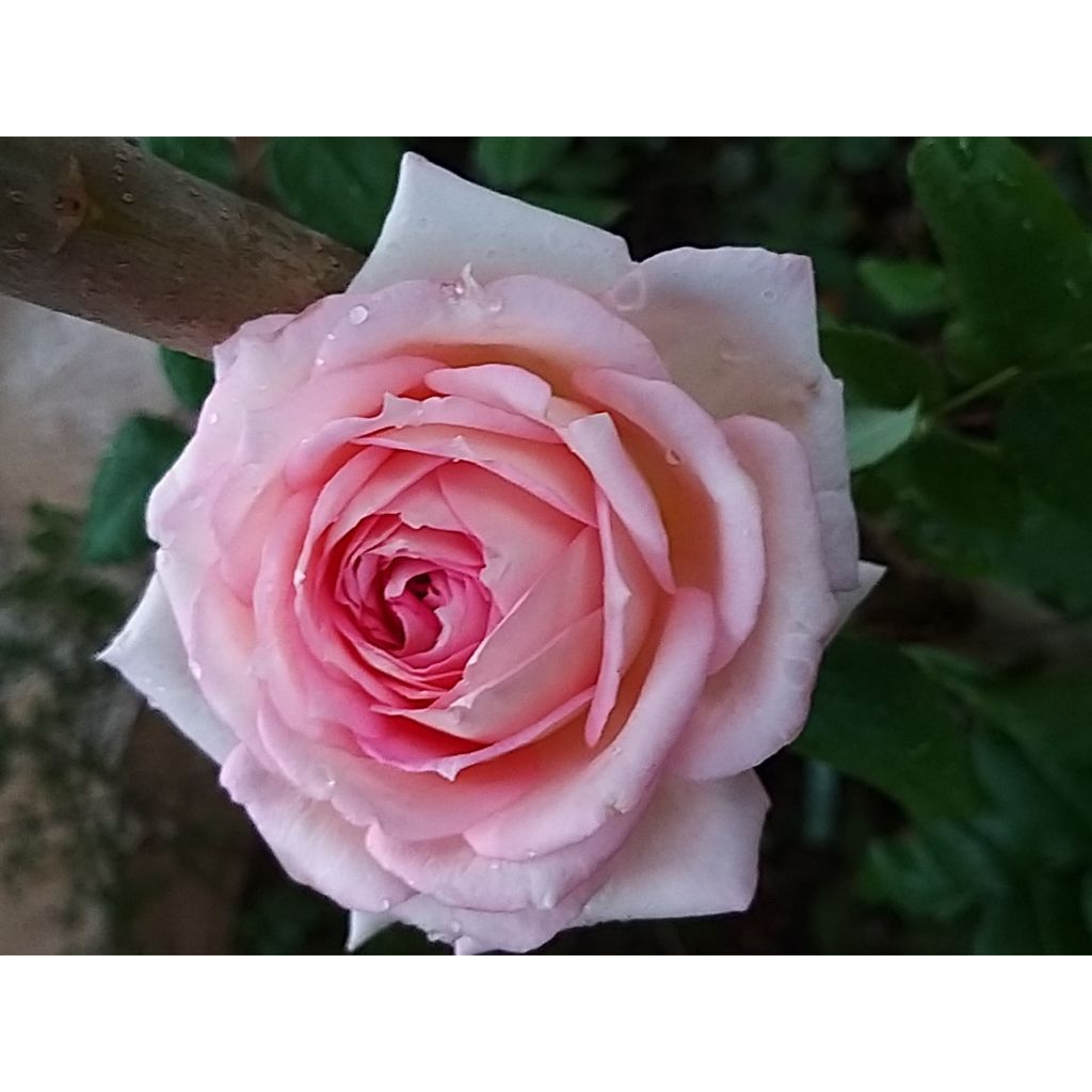 Rosa Ragazza 