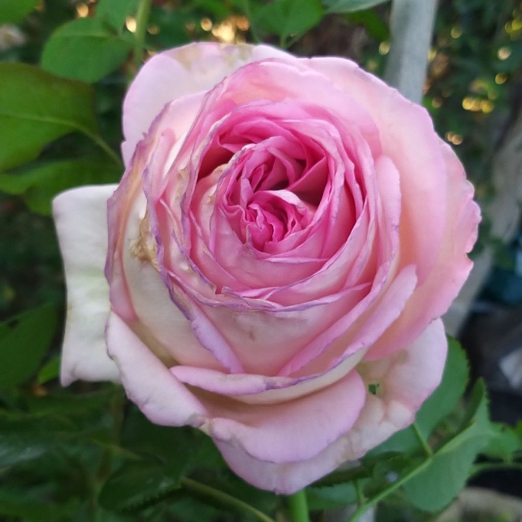 Rosa Ragazza 