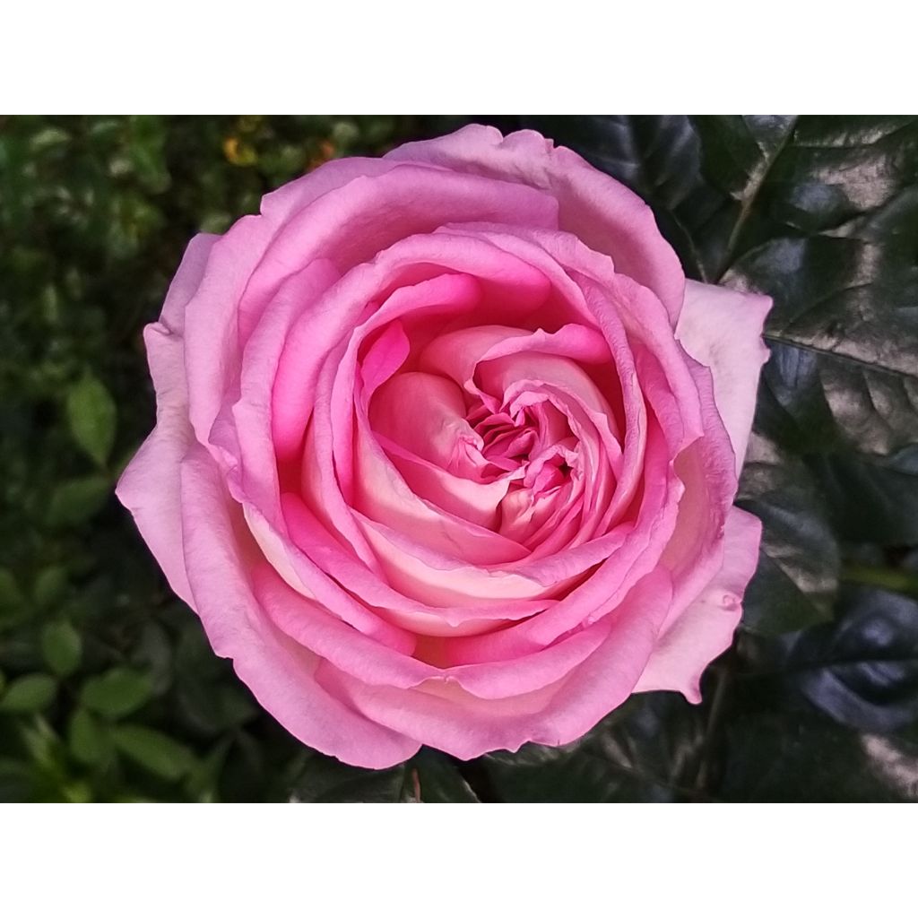Rosa Ragazza 
