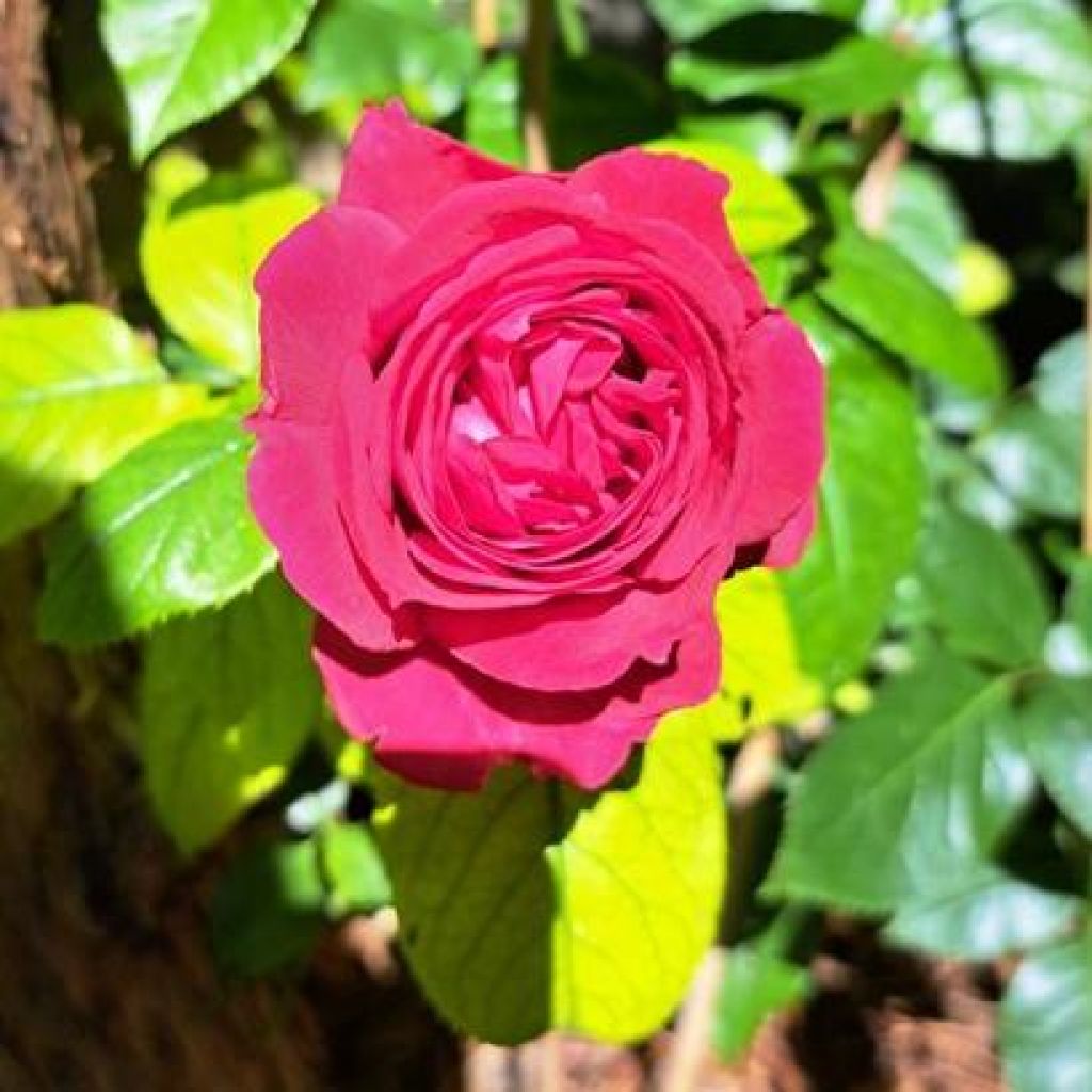 Rosa Rose Clos Vougeot