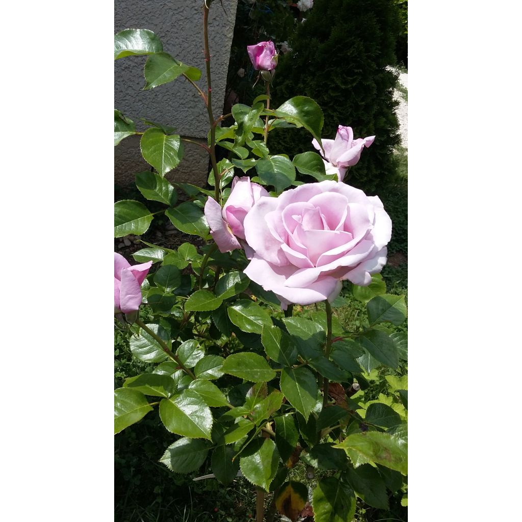 Rosa Rose Synactif by Shiseido