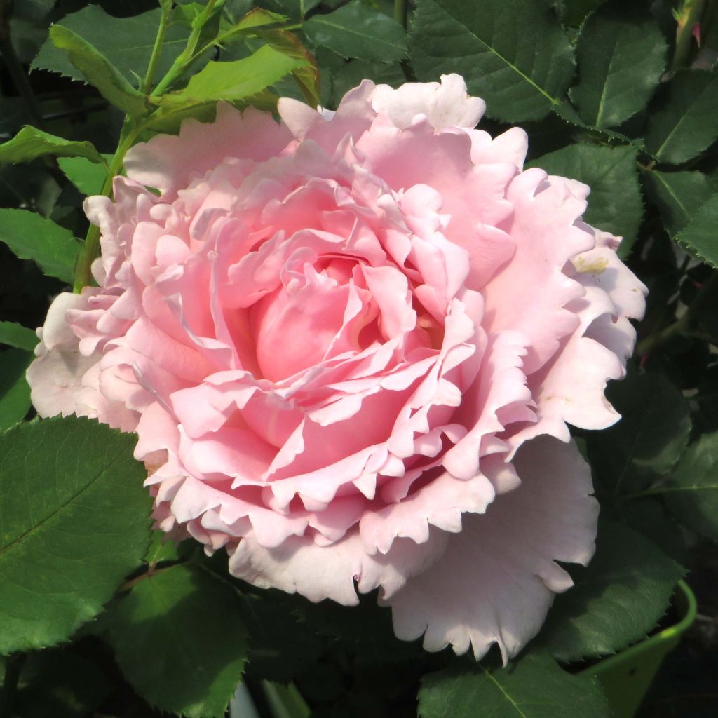 Rosa Sophie Rochas