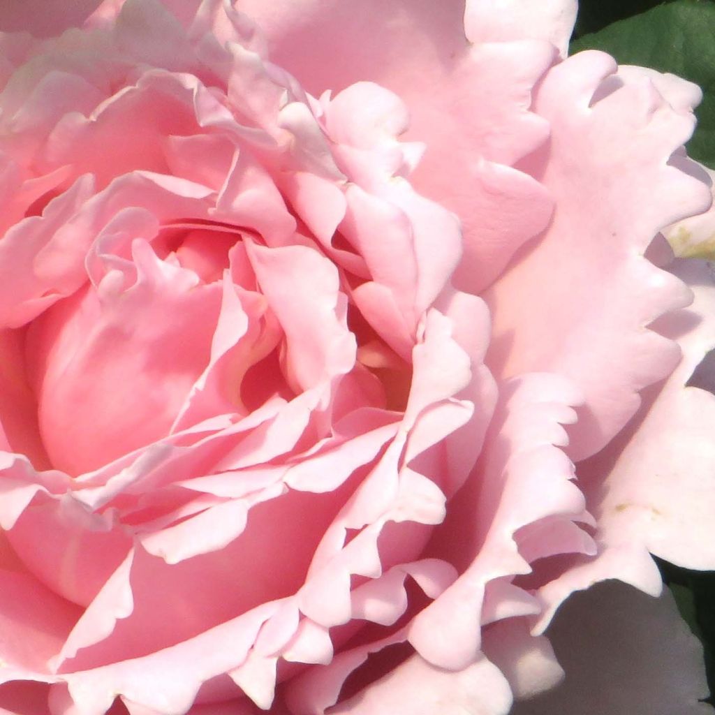 Rosa Sophie Rochas