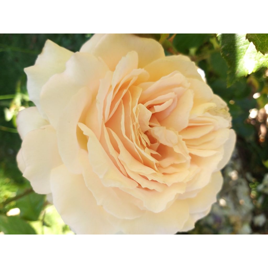 Rosa 'Sweet Love' / 'Chandos Beauty' - Hybrid Tea Rose