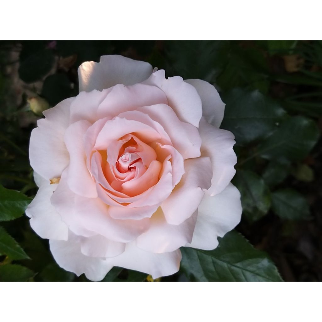 Rosa 'Sweet Love' / 'Chandos Beauty' - Hybrid Tea Rose