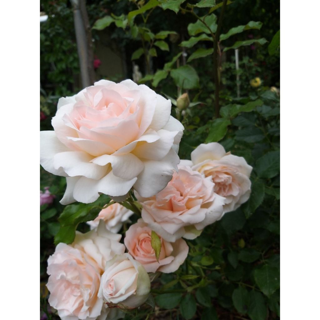 Rosa 'Sweet Love' / 'Chandos Beauty' - Hybrid Tea Rose