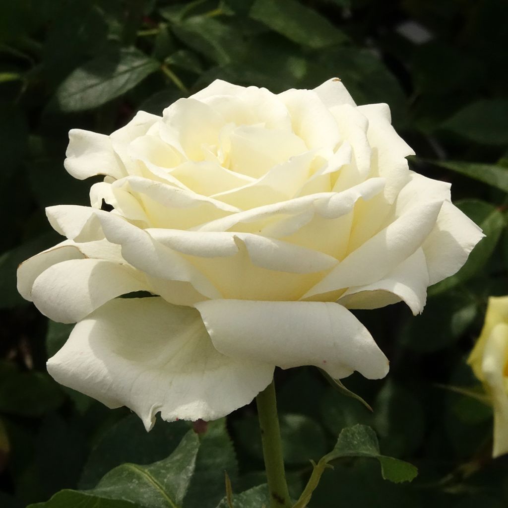 Rosa White Symphony - Hybrid Tea Rose