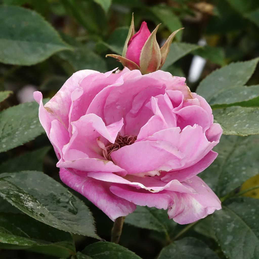 Rosa Womanity