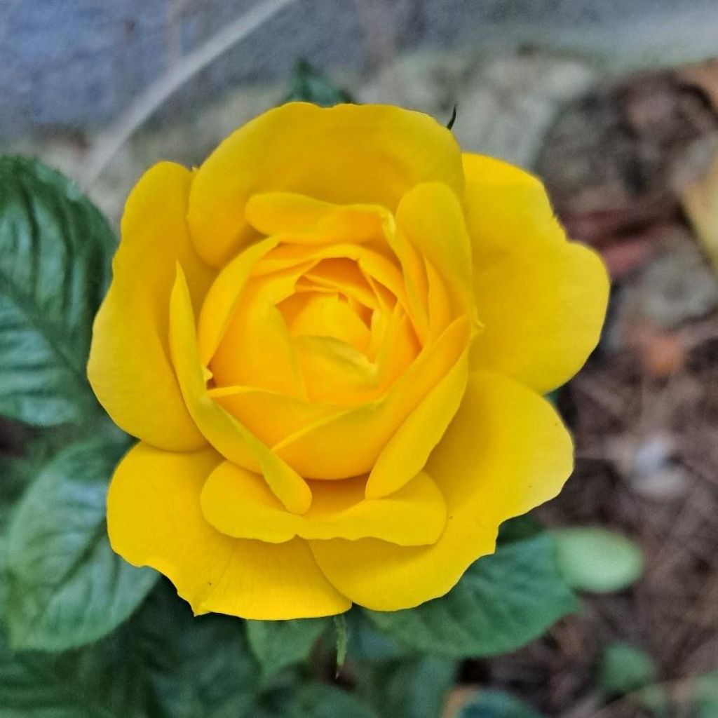 Rosa x floribunda Arthur Bell