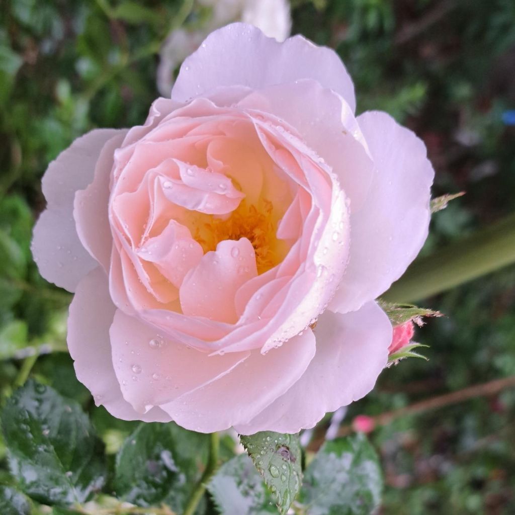 Rosa x floribunda Pear