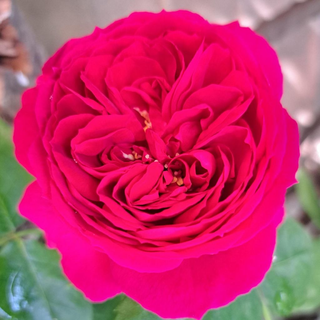 Rosa Sophie Luise