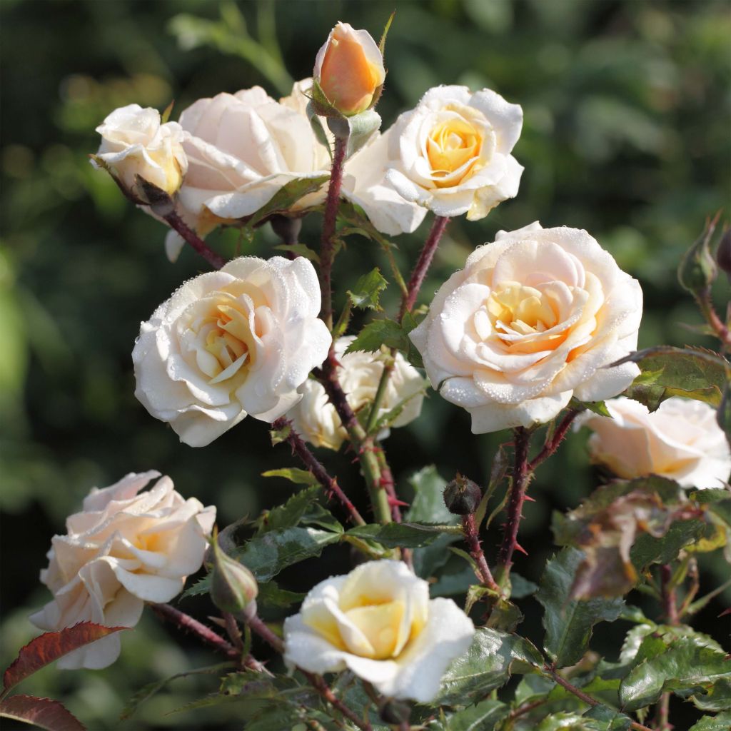 Rosa floribunda Sweet Honey