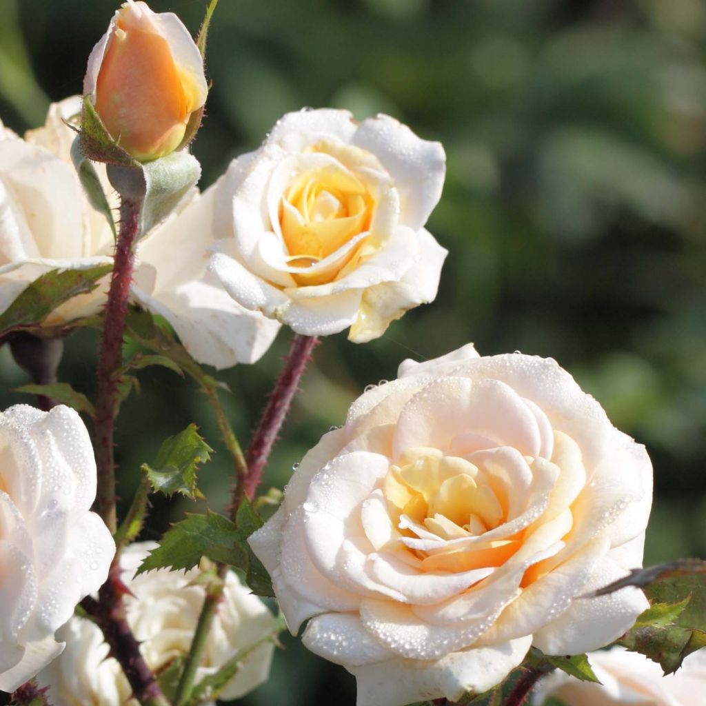Rosa floribunda Sweet Honey