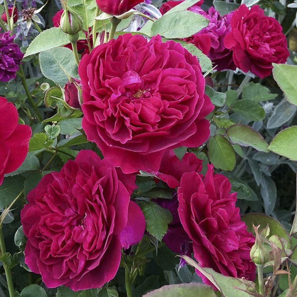 Rosa Darcey Bussell - English Shrub Rose